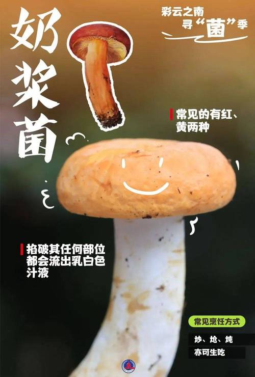 男童吃毒蘑菇去世,小孩吃毒蘑菇中毒视频